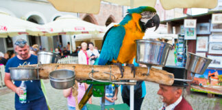 Festiwal katarynek