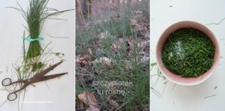 Dziki szczypiorek macerowany w oliwie / kiszony szczypiorek