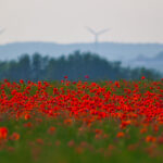 IMG_2679-2