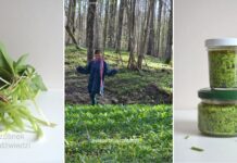 Wegańskie pesto z czosnku niedźwiedziego