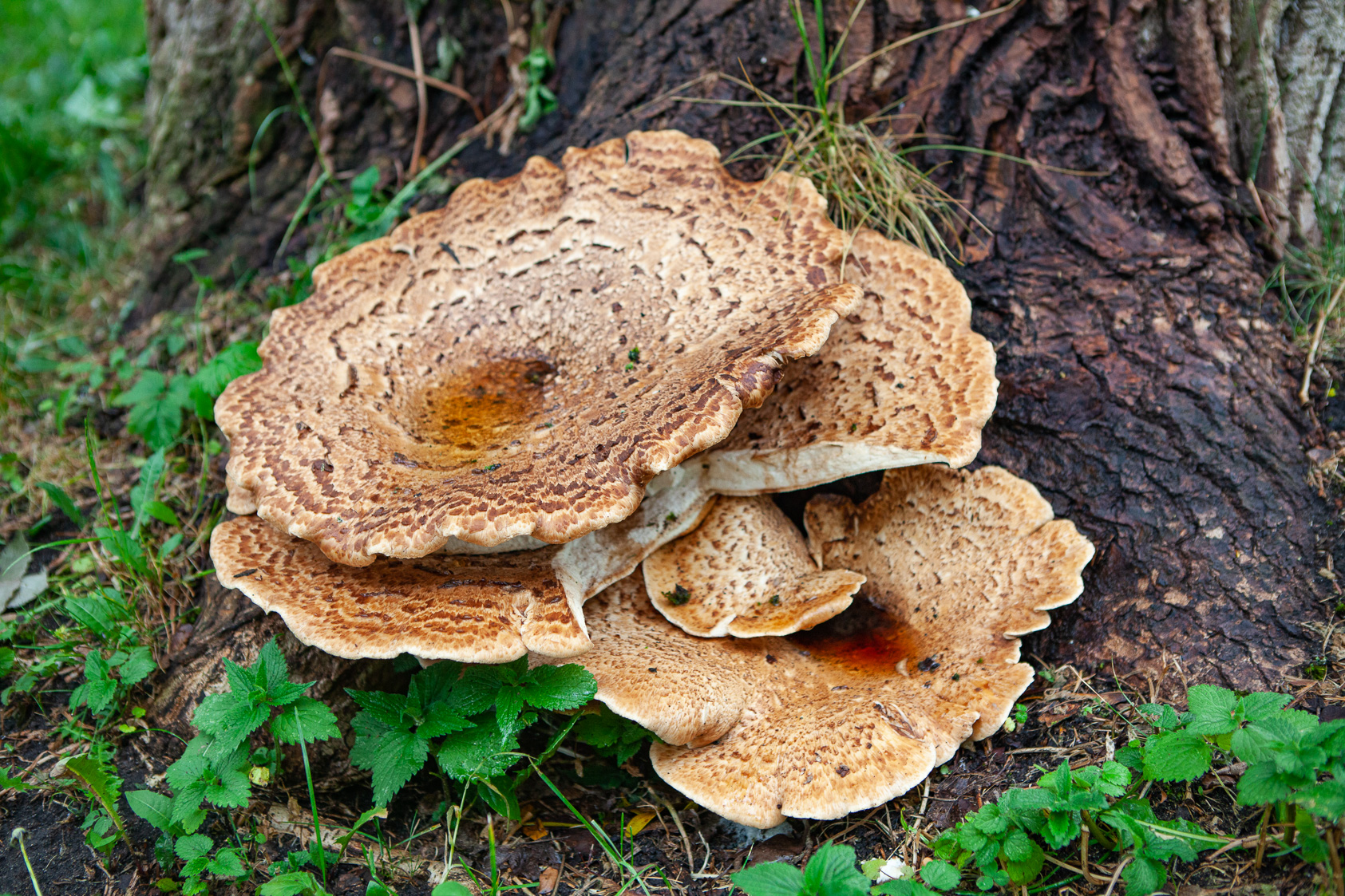 Kapelusze jak małe parasole IMG 3201 Kapelusze jak małe parasole