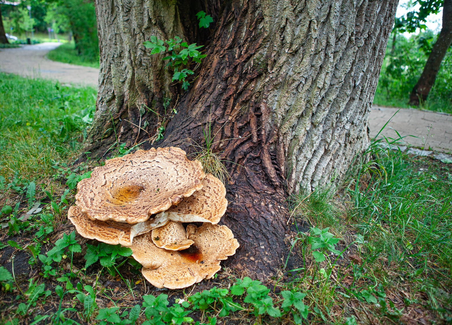 Kapelusze jak małe parasole IMG 3202 Kapelusze jak małe parasole