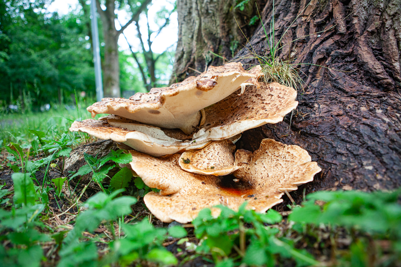 Kapelusze jak małe parasole IMG 3209 Kapelusze jak małe parasole